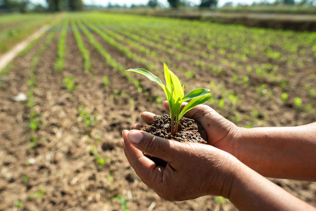 Corn seedlings are growing from fertile soil in the hands of farmers.